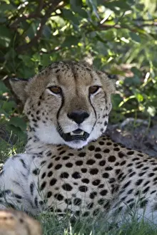 Spots Prints: The cheetah (Acinonyx jubatus) is an atypical member of the cat family (Felidae) that is unique in its speed