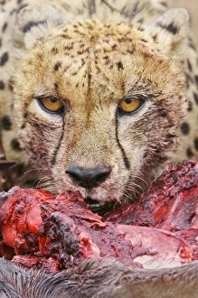 Big Cat Prints: Cheetah (Acinonyx jubatus) close-up of adult, feeding, Kruger N. P. South Africa