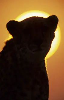 Big Cat Prints: Cheetah (Acinonyx jubatus) Close-up of head silhouette against sun