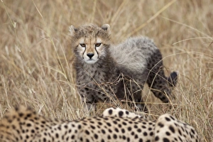 Mara Prints: Cheetah (Acinonyx jubatus) cub