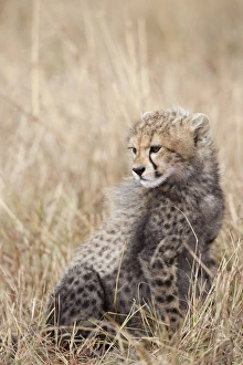 Mara Prints: Cheetah (Acinonyx jubatus) cub, sitting in savannah, Masai Mara, Kenya, August