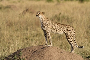 Kenyan Prints: Cheetah (Acinonyx jubatus raineyii) adult