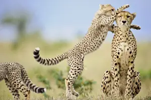 Jump Prints: Cheetah (Acinonyx jubatus raineyii) adult female and cubs