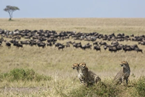 Blue Prints: Cheetah (Acinonyx jubatus raineyii) three adult males, sitting in savannah