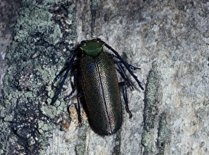Chile Prints: Cheloderus childreni is named after J