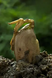 S Eed Prints: Chempedak (Artocarpus integrifolia) germinating seed with shoot, Trivandrum, Kerala, India