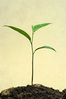 Seedling Prints: Chempedak (Artocarpus integrifolia) seedling, Trivandrum, Kerala, India