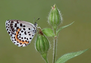 Buds Prints: Chequered Blue (Scolitantides orion) adult