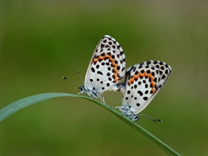 Blue Prints: Chequered Blue (Scolitantides orion) adult pair