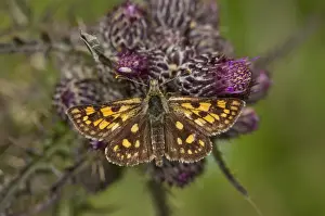 Chequered Skipper (Carterocephalus palaemon) adult, resting on marsh thistle, Massif du Sancy, Auvergne, France, July