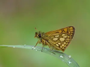 Dolomite Prints: Chequered Skipper (Carterocephalus palaemon) adult male