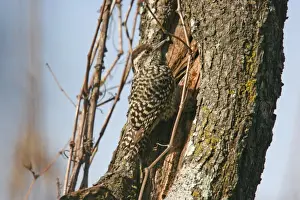 Wood Pecker Prints: Chequered Woodpecker (Veniliornis mixtus mixtus) adult female