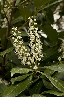 Rosaceae Prints: Cherry Laurel (Prunus laurocerasus) close-up of flowers, France, March