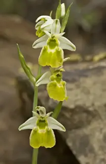 Sardinian Prints: Chestermans Orchid (Ophrys chestermanii) albino form, flowering, Sardinia, Italy, April