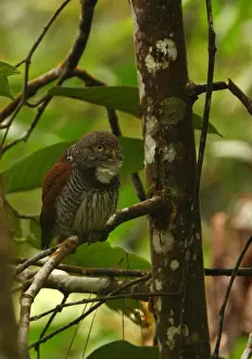 Sinharaja Prints: Chestnut-backed Owlet (Glaucidium castanonotum) adult