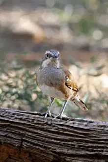 Desert Prints: Chestnut-backed Quail-thrush (Cinclosoma castanotus) adult female