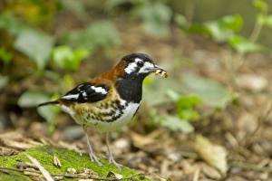 Thrush Prints: Chestnut-backed Thrush (Zoothera dohertyi) adult, with food in beak, standing on ground