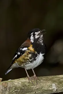 Backed Prints: The Chestnut-backed thrush (Zoothera dohertyi) is a ground thrush species endemic to Lombok