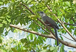 Cuckoos Prints: Chestnut-bellied Cuckoo (Coccyzus pluvialis) adult