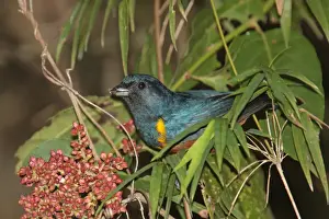 Chestnut-bellied Euphonia (Euphonia pectoralis) adult male, feeding on fruit, Iguazu N. P. Misiones, Argentina, april