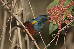 Chestnut-bellied Euphonia (Euphonia pectoralis) adult male, feeding on fruit, Iguazu N. P. Misiones, Argentina, april