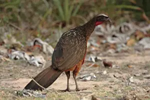 Mato Grosso Prints: Chestnut-bellied Guan (Penelope ochrogaster) adult