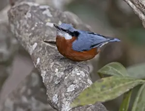 Chestnut-bellied Nuthatch (Sitta castanea) adult male, perched on branch, Uttaranchal, India, january