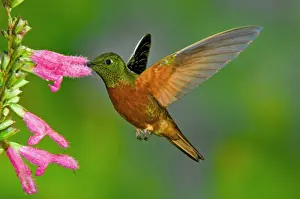 Chestnut-breasted Coronet (Boissonneaua matthewsii) adult, in flight, feeding at flower (captive)