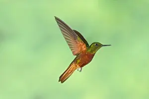 Chestnut-breasted Coronet (Boissonneaua matthewsii) adult, in flight, hovering in montane rainforest, Andes, Ecuador