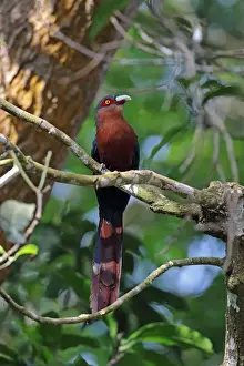 Cuckoos Prints: Chestnut-breasted Malkoha (Phaenicophaeus curvirostris singularis) adult