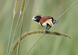 Plateau Prints: Chestnut-breasted Munia (Lonchura castaneothorax) adult