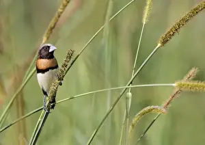 Chestnut-breasted Munia (Lonchura castaneothorax) adult, feeding on grass seeds, Atherton Tableland
