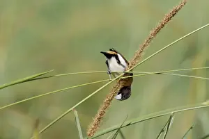 Chestnut-breasted Munia (Lonchura castaneothorax) adult, feeding on grass seeds, Atherton Tableland
