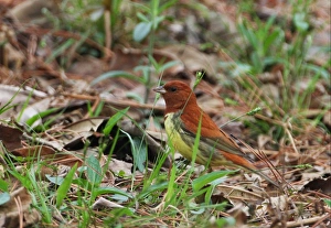 Chestnut Bunting (Emberiza rutila) adult male, standing on ground, Beidaihe, Hebei, China, may