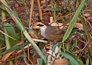 Dibru Saikhowa Prints: Chestnut-capped Babbler (Timalia pileata bengalensis) adult