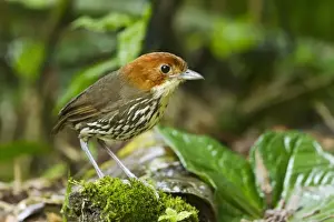 Equatorial Prints: Chestnut-crowned Antpitta (Grallaria ruficapilla) adult