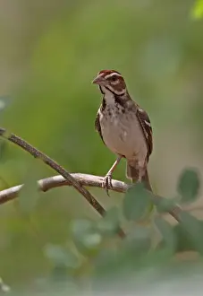 Sparrow Prints: Chestnut-crowned Sparrow-weaver (Plocepasser superciliosus) adult