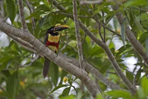 Chestnut-eared Aracari (Pteroglossus castanotis) adult, perched on branch, Pantanal, Mato Grosso, Brazil