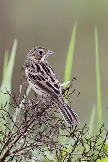 Oriental Prints: Chestnut-eared Bunting (Emberiza fucata) adult male