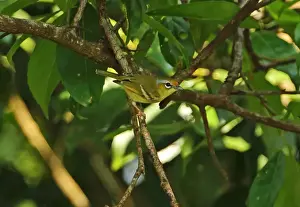 Chestnut-fronted Shrike-babbler (Pteruthius aenobarbus indochinensis) adult female, perched on twig, Dakdam Highland