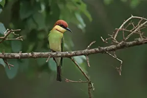 Sri Lanka Prints: Chestnut-headed Bee-eater (Merops leschenaulti) adult