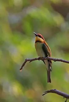 Bee Eaters Prints: Chestnut-headed Bee-eater (Merops leschenaulti) adult