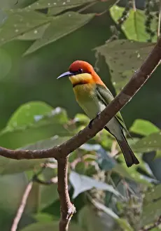 Chestnut-headed Bee-eater (Merops leschenaulti) adult, perched on branch, Kaeng Krachan N. P. Thailand, november