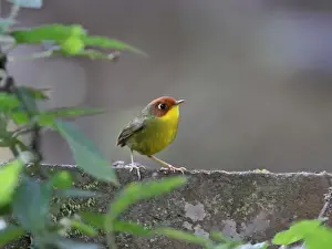 Himalayan Prints: Chestnut-headed Tesia (Tesia castaneocoronata) adult