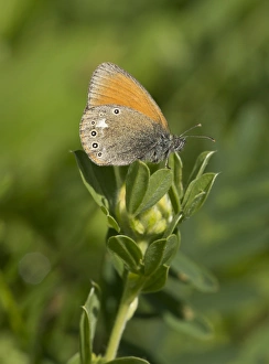 Rumania Prints: Chestnut Heath (Coenonympha glycerion) adult