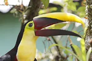 Bill Prints: Chestnut-mandibled Toucan (Ramphastos ambiguus swainsonii) adult