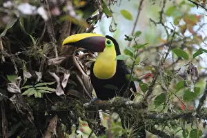 Chestnut-mandibled Toucan (Ramphastos swainsonii) adult, perched on branch in tree, Costa Rica, february