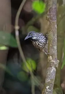 Chestnut-rumped Babbler (Stachyris maculata maculata) adult, perched on tree trunk, Taman Negara N. P