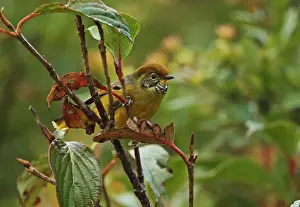 Thailand Prints: Chestnut-tailed Minla (Chrysominla strigula castanicauda) adult