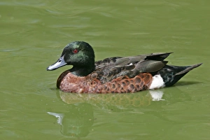 Australia Prints: Chestnut Teal (Anas castanea) adult male, swimming, Victoria, Australia